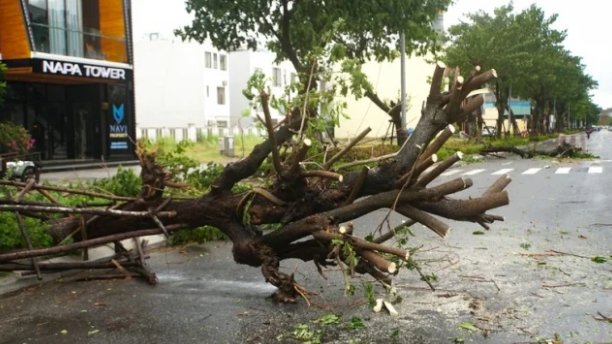 Nhiều cây xanh bị bật gốc, ngã đổ trên các tuyến đường.