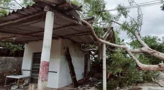 Do gió mạnh khiến cây đổ vào nhà dân. (Ảnh: Dân Trí)