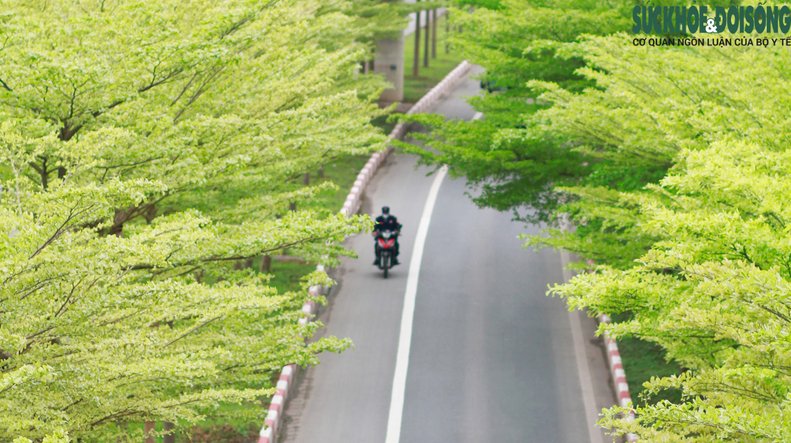 Những gốc bàng lá nhỏ được Hà Nội trồng cách đây nhiều năm, sau một thời gian cây sinh trưởng tươi tốt, tạo bóng mát và cảnh quan cho đô thị.
