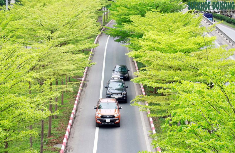 Cách đây chưa lâu, bàng lá nhỏ trút lá vàng đã tạo nên khung cảnh đẹp tựa như Hàn Quốc thì dịp cuối tháng 3, loài cây này đã 'vội vã' đâm chồi, ra lá mới tạo nên thảm xanh mướt giữa cảnh tấp nập của Thủ đô.