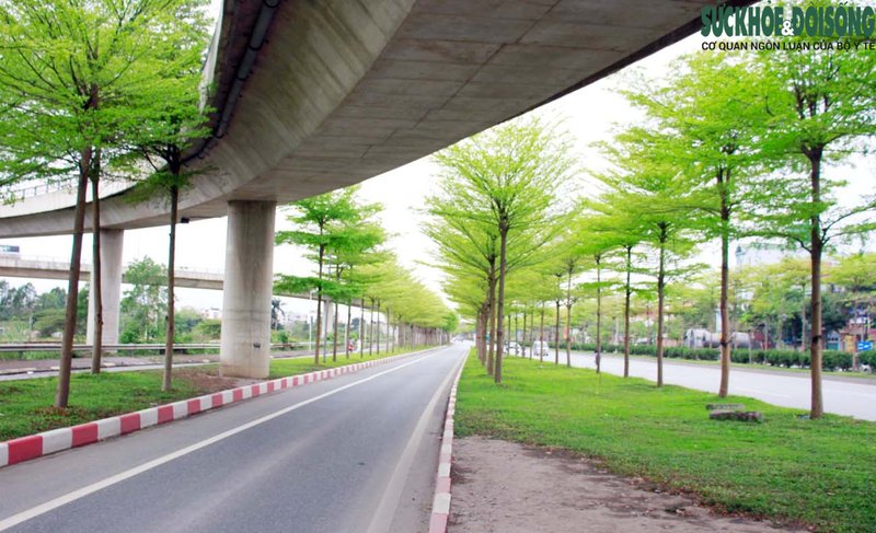 Khu vực nút giao cầu Thanh Trì – Quốc lộ 5 sau khi được hoàn thiện, đưa vào sử dụng thì hàng bàng lá nhỏ được trồng nay tạo nên khung cảnh lãng mạn, hút mọi ánh nhìn.