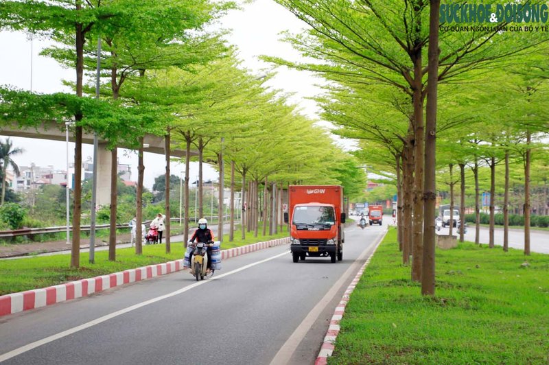 Dịp này, bất cứ người dân nào di chuyển qua con đường được trồng bàng lá nhỏ cũng không khỏi xao xuyến trước vẻ đẹp nên thơ.