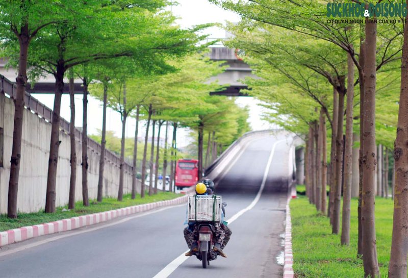 Những năm đầu khi Hà Nội trồng loại cây này đã gây không ít nhiều tranh cãi, tuy nhiên thời gian gần đây đã nhận được sự đón nhận, khen ngợi của người dân.
