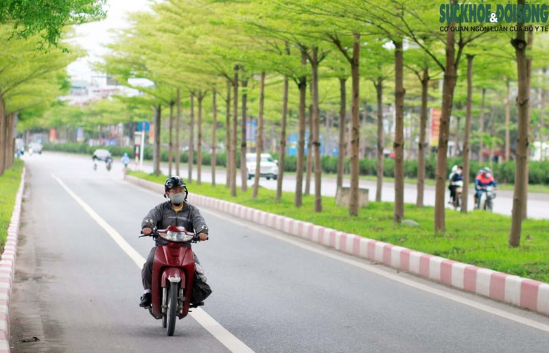 Đây là loại cây đô thị có đặc tính sinh trưởng tốt, phù hợp với loại đất, khí hậu đã tạo bóng mát và cảnh quan cho Hà Nội.