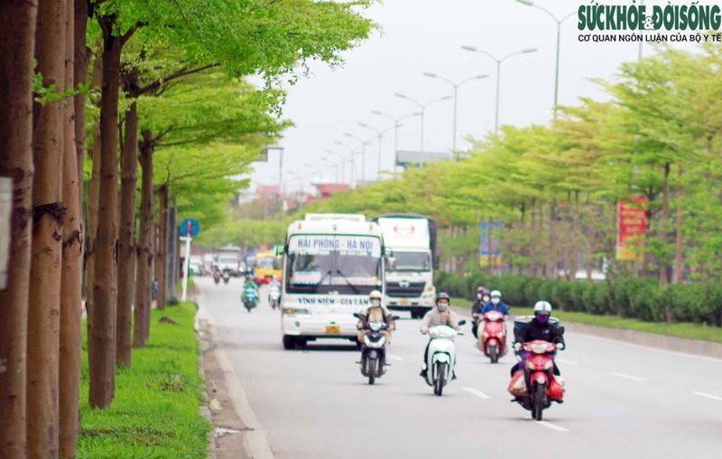 Sau gần nhiều năm được trồng và chăm sóc, những cây bàng Đài Loan đã có chiều cao khoảng từ 4 tới 6 mét, sinh trưởng tốt với nhiều tầng lá.