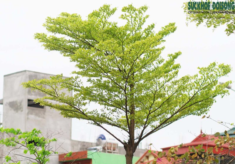 Nhiều chuyên gia cho rằng, loài cây này có kích thước lá nhỏ, nhanh phân hủy nên ít gây ra ô nhiễm môi trường khi thay lá.