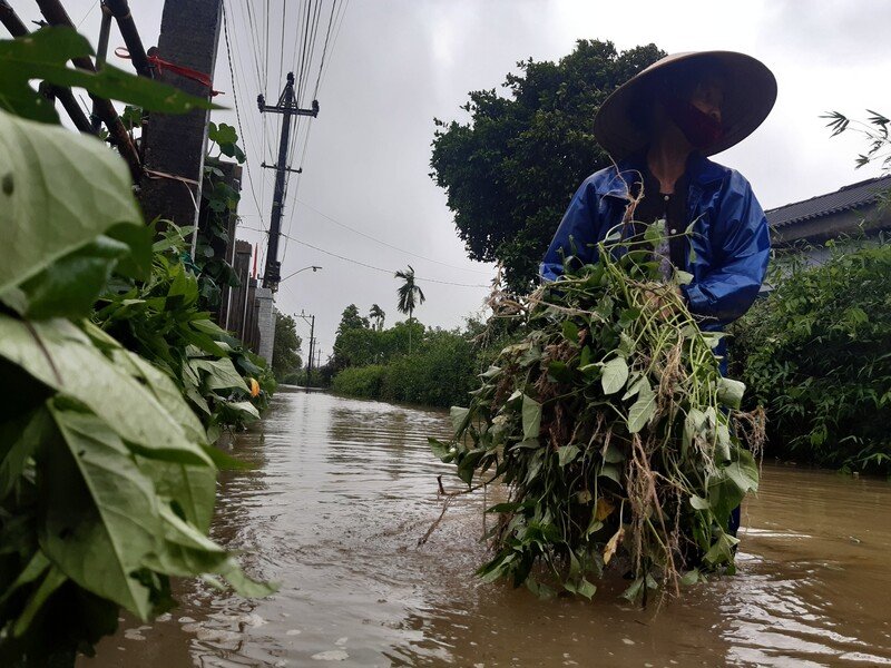 Vớt những cây rau khoai dưới màu nước bạc.
