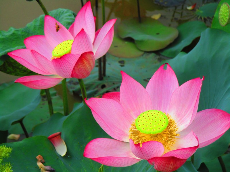 Hoa sen khoe sắc. Ảnh tư liệu