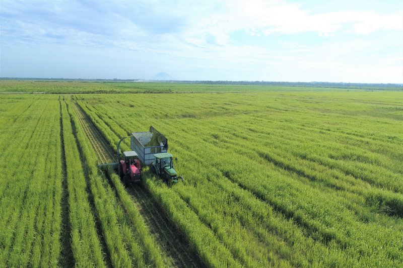 Trang trại Vinamilk Green Farm ứng dụng kỹ thuật canh tác tiên tiến giúp nguồn đất tại trang trại luôn màu mỡ và giàu dinh dưỡng.  
