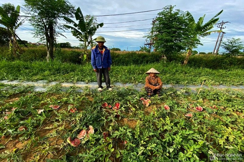 Vợ chồng ông Tôn bên ruộng dưa bị phá hoại. (Ảnh: Báo Nghệ An).