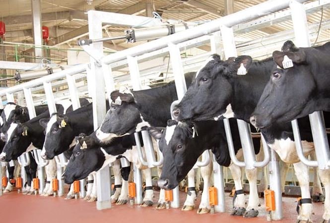 Tại Việt Nam, TH tiên phong ứng dụng công nghệ cao vào quy trình chăn nuôi bò sữa và sản xuất sữa.