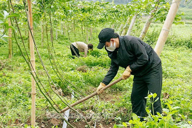 Người dân Mộc Châu chăm sóc chanh leo mới trồng.