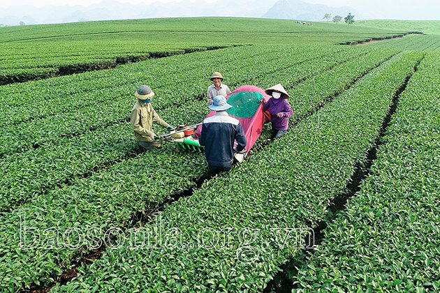 Người dân thị trấn Nông trường Mộc Châu đưa cơ giới hóa vào thu hái chè.