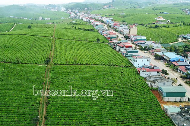 Đồi chè tại thị trấn Nông trường Mộc Châu.