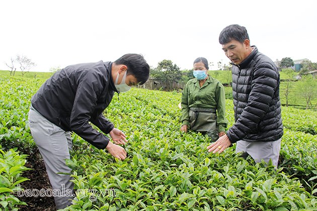 Cán bộ kỹ thuật Vinatea Mộc Châu hướng dẫn người dân kỹ thuật chăm sóc chè.