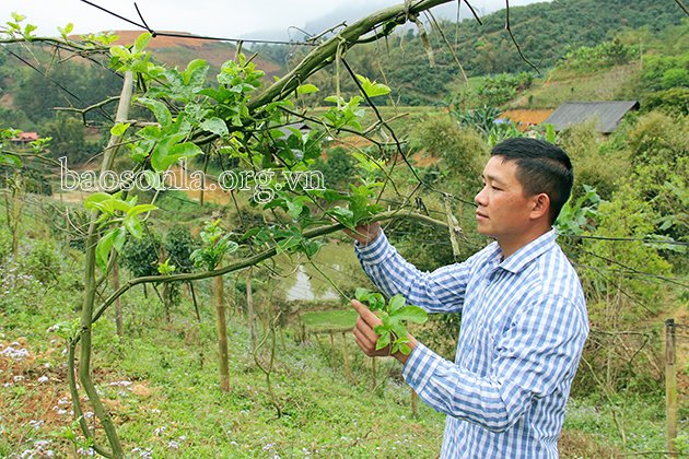 Giống chanh leo trôi nổi người dân Mường É, huyện Thuận Châu tự mua không phát triển.