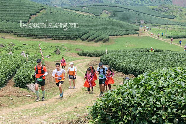     Cung đường Giải chạy Marathon đường mòn Việt Nam 2021 qua những đồi chè của Mộc Châu.