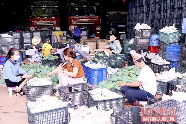 Công ty TNHH Thương mại và dịch vụ Trường Mai (Mai Sơn) thu mua, đóng gói xoài.