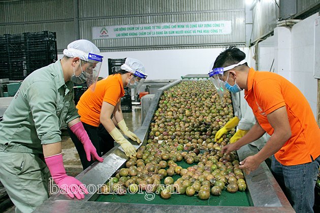 Dây chuyền sục rửa chanh leo tại Nhà máy của Nafoods Tây Bắc.