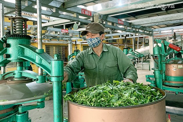 Chế biến chè tại Công ty cổ phần chè Chiềng Ve.