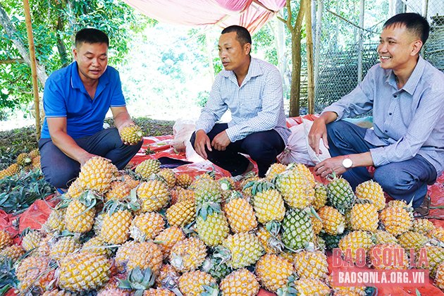 Dứa được tập kết đợi xe của nhà máy đến thu mua.