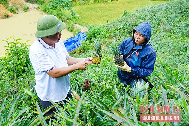 Cán bộ kỹ thuật hướng dẫn nông dân bản Bo Xanh, xã Mường Giôn, huyện Quỳnh Nhai thu hoạch dứa.    