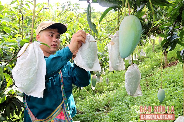       Nông dân xã Nà Mường, huyện Mộc Châu bao trái xoài.
