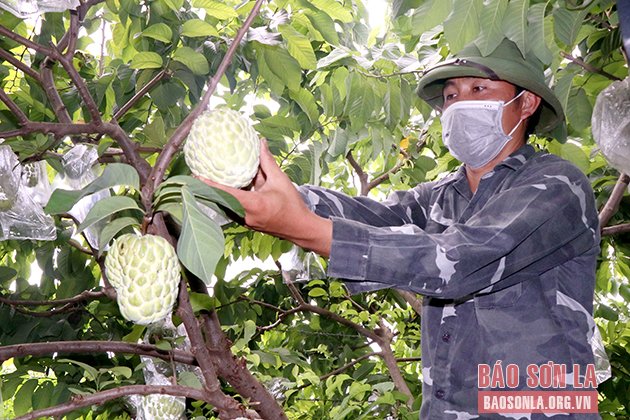 Thành viên HTX xây dựng và nông nghiệp Bảo Khánh, tiểu khu 3/2, xã Cò Nòi, huyện Mai Sơn chăm sóc vườn na cho quả rải vụ.