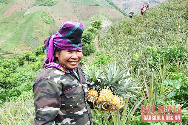 Người dân phấn khởi vì dứa được mùa.
