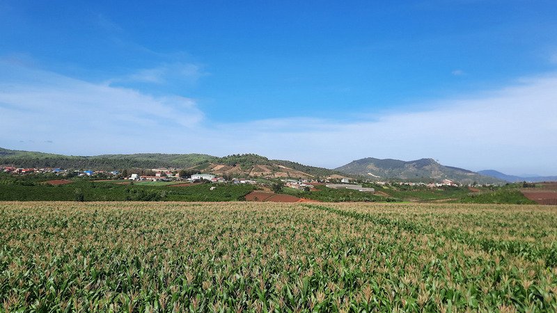 Năm 2021, Vinamilk đã có hơn 60 ha đất trồng trọt bắp, cỏ làm thức ăn cho bò được canh tác theo phương pháp hữu cơ