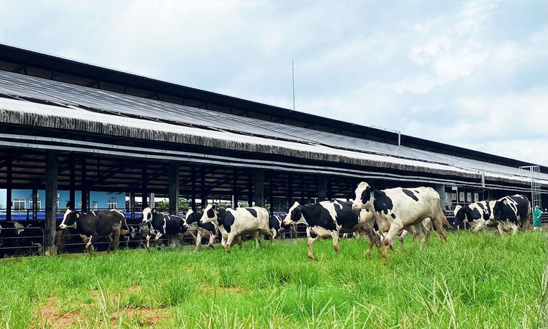 Sau khi về trang trại và được chăm sóc theo chế độ “tân đáo”, sức khỏe đàn bò đã ổn định và thích nghi với khí hậu tại Việt Nam.