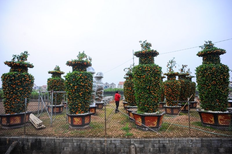 Điểm hút khách ở mỗi cây quýt lục bình nhà anh Thạnh nằm ở kích thước và hình dáng. Trung bình chậu quýt cao trung bình khoảng 3,5m, đường kính 1,5m, hình dáng giống chiếc lục bình, mang ý nghĩa là nơi lưu giữ linh khí của đất trời, nó tượng trưng cho sự mới mẻ và bảo quản tài sản.