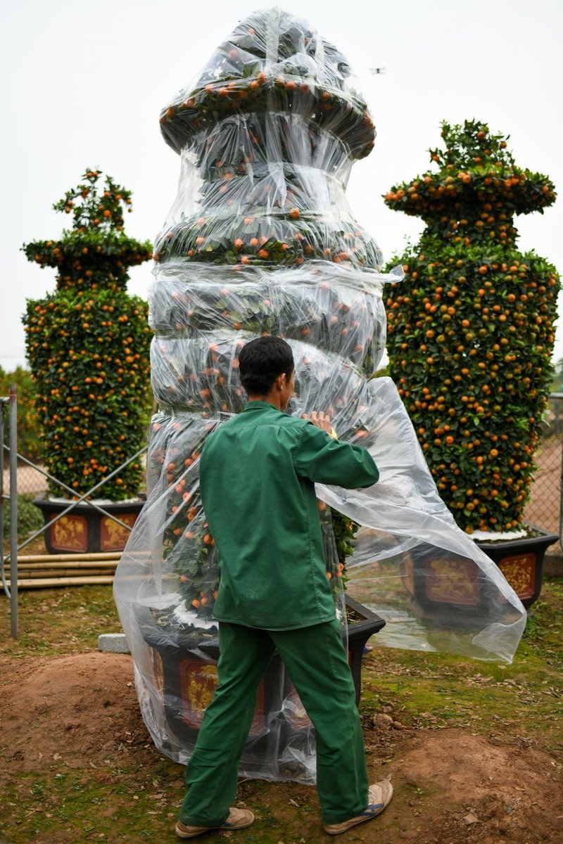 Những chậu quýt di chuyển đi xa đều phải phủ bằng nilon để đảm bảo chất lượng khi đến tay khách hàng.