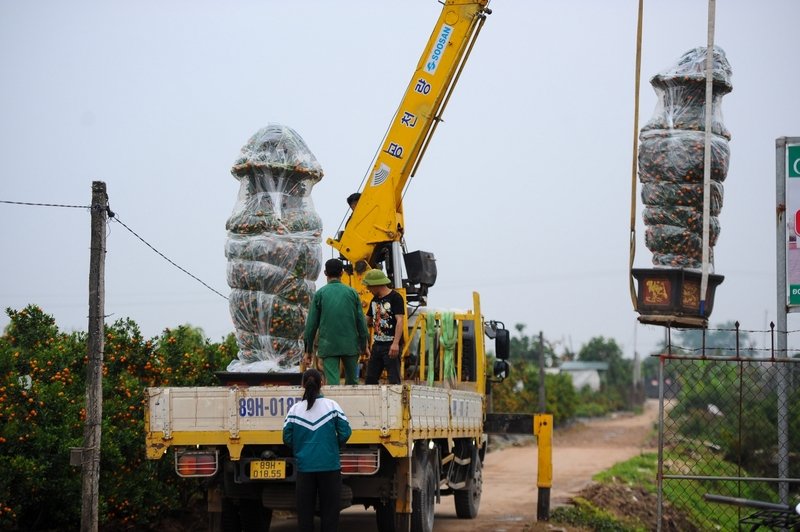 Với kích thước khủng, những chậu quýt phải chuyển bằng xe tải có cần cẩu trọng tải lớn. Khách mua thường phải có không gian rộng mới trưng được, vì cây cao trung bình đến 3,5m. Đa phần những chậu quýt lục bình tại đây đều đã được khách đặt từ trước Tết dương lịch, hiện chỉ còn chưa đến 4 cặp cây.