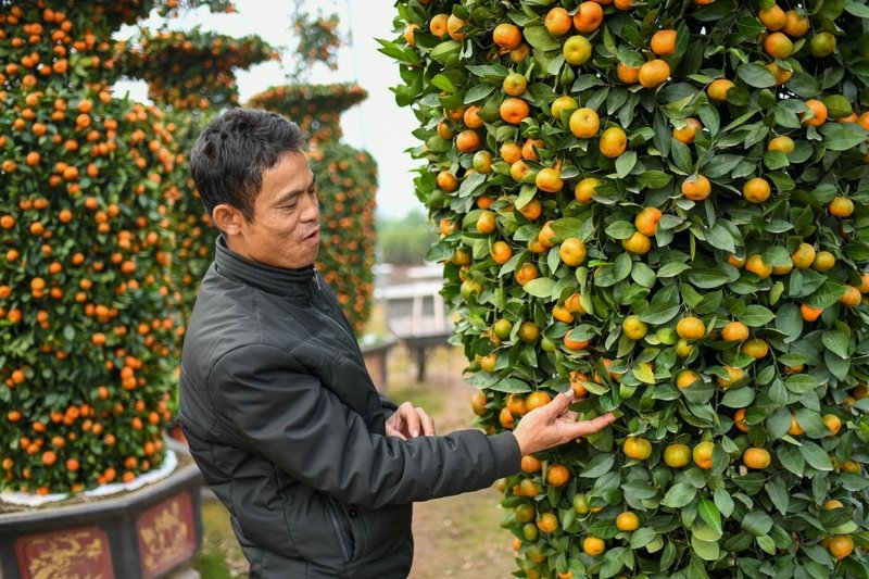 Anh Thạnh bên những chậu quýt tâm đắc của mình.