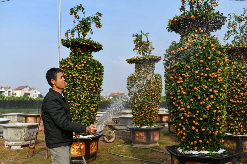 Quá trình để cho ra một chậu quýt lục bình thành phẩm thường mất đến 4 năm với nhiều công đoạn tỉ mỉ và phúc tạp.