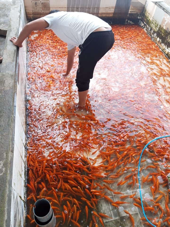 Với những trang trại lớn, đa phần sẽ được các thương lái từ tỉnh bạn về đặt hàng, với những hộ nuôi nhỏ lẽ thì được một số người nuôi có điều kiện gom lại phục vụ người dân.