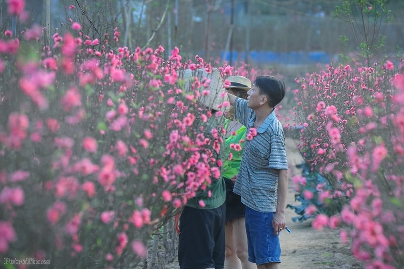 Những vườn đào nở thu hút nhiều du khách tới tham quan và chọn đào chơi Tết.