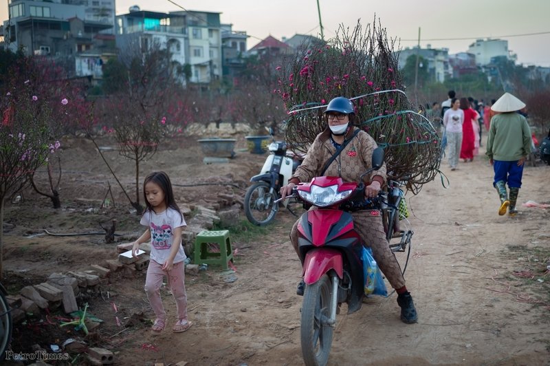 Không khí hối hả tại làng đào Nhật Tân những ngày này. Khách hàng đến đây mua đào có thể thuê xe để về tới tận nhà.