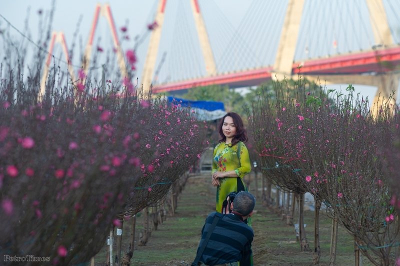 Đào Nhật Tân nở rộ khoe sắc cùng thiếu nữ xinh đẹp. Với trang phục áo dài truyền thống bên những gốc đào nở hoa rực rỡ, chắc chắn bạn sẽ có một bộ ảnh Tết ưng ý khi đến đây.