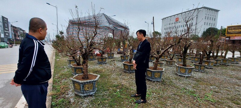 Khách hàng chọn đào để mua về trưng tết.