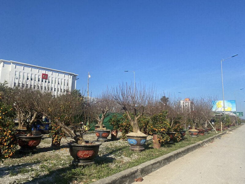 Đào, quất được bày bán trên đường 72 mét.