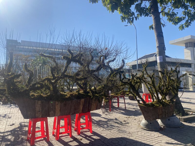 Những chậu Nhất Chi Mai có giá hàng chục triệu đồng được bày bán dọc Đại lộ Lê Nin, TP.Vinh.