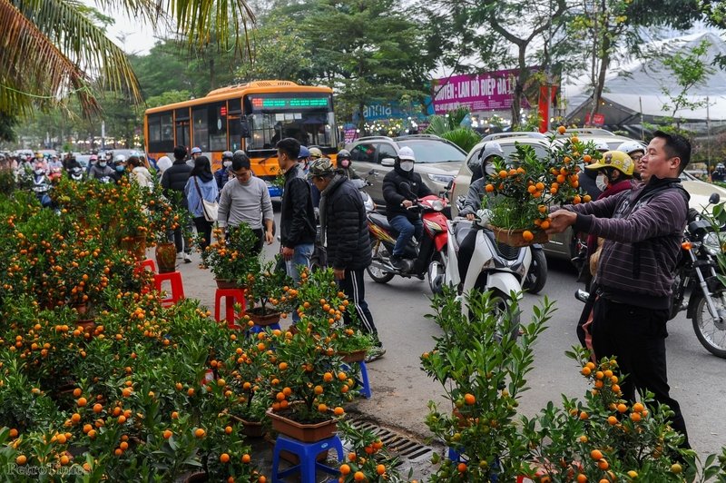 Với đủ các mẫu mã chủng loại, chợ hoa trên đường Lạc long Quân từ lâu đã trở thành một điểm đến quen thuộc với người dân Hà Nội vào mỗi dịp Tết đến xuân về. Trong ảnh, những chậu quất bonsai mini với giá từ 200.000 - 400.000 thu hút nhiều khách hàng đén mua sắm.