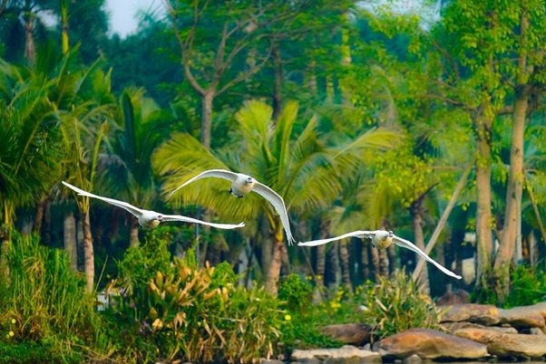 Màu xanh yên bình ở KĐT Ecopark