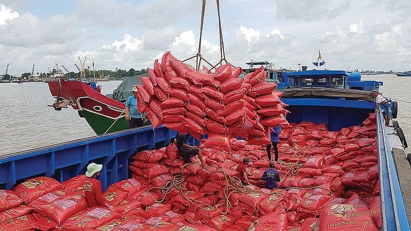 Xuất khẩu gạo tăng đột biến trong 8 tháng năm 2023 (ảnh: BĐ)