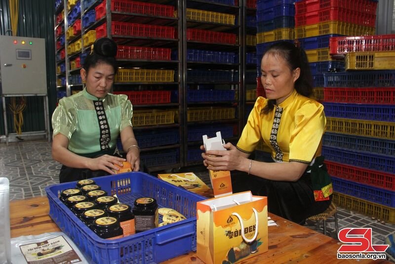 Các thành viên HTX Tây Bắc đóng gói sản phẩm tỏi đen ngâm mật ong.