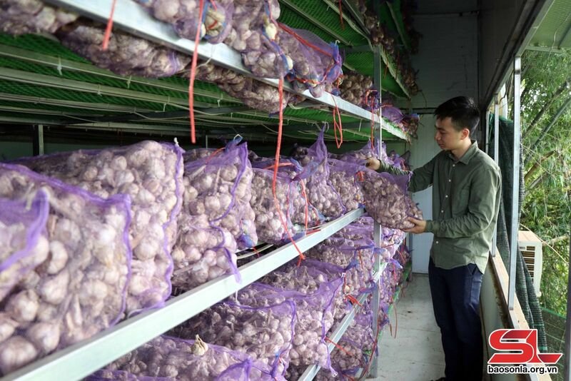 Tỏi nguyên liệu được HTX Tuổi trẻ 26/3 lựa chọn kỹ lưỡng trước khi chế biến.
