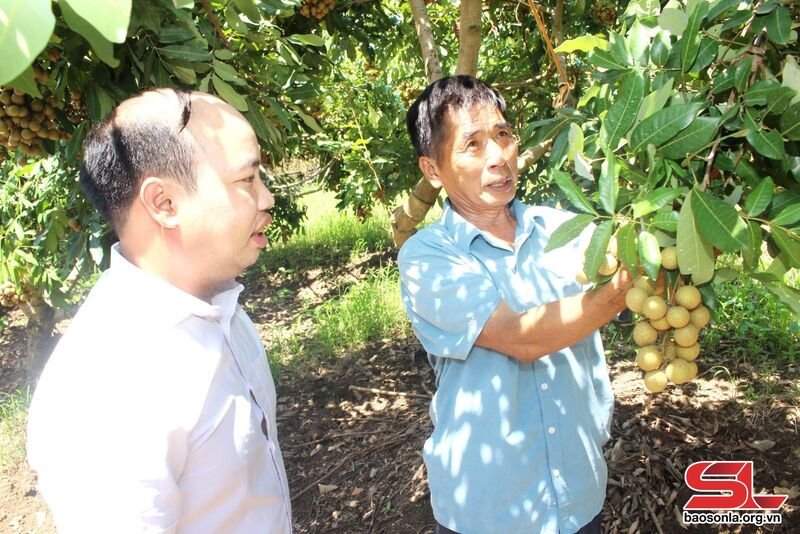 Thành viên HTX Dịch vụ nông nghiệp Bảo Minh kiểm tra diện tích nhãn.