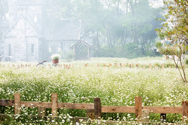 Ảnh: Thảo Nguyên hoa Long Biên.